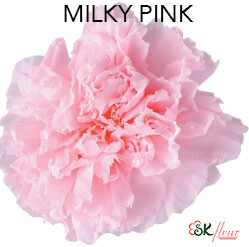 Standard Carnation / Milky Pink