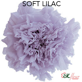 Standard Carnation / Soft Lilac