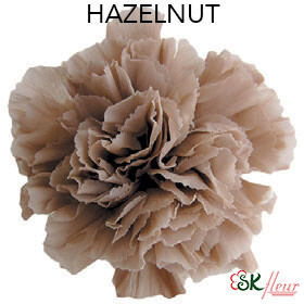 Mini Carnation / Hazelnut