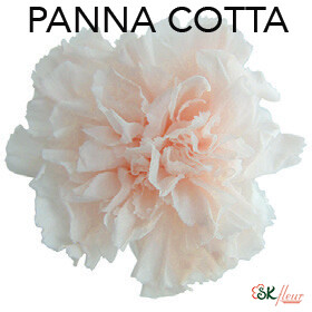 Standard Carnation / Panna Cotta