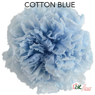 Standard Carnation / Cotton Blue