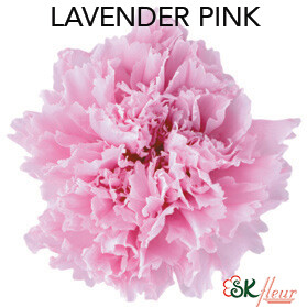 Standard Carnation / Lavender Pink