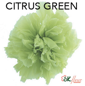 Mini Carnation / Citrus Green