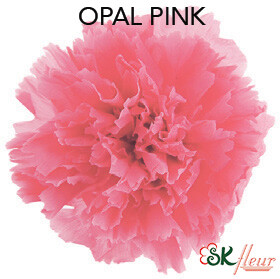 Standard Carnation / Pink Opal
