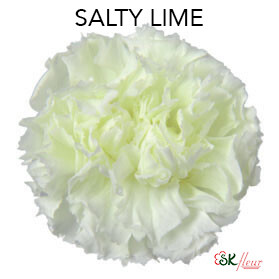Standard Carnation / Salty Lime