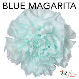 Standard Carnation / Blue Margarita