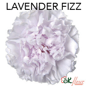 Standard Carnation / Lavender Fizz