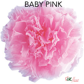 Standard Carnation / Baby Pink