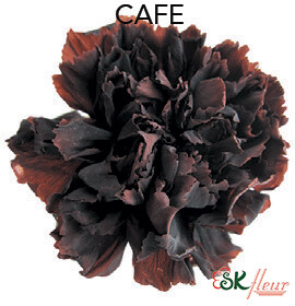 Mini Carnation / Cafe