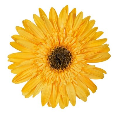 GERBERAS