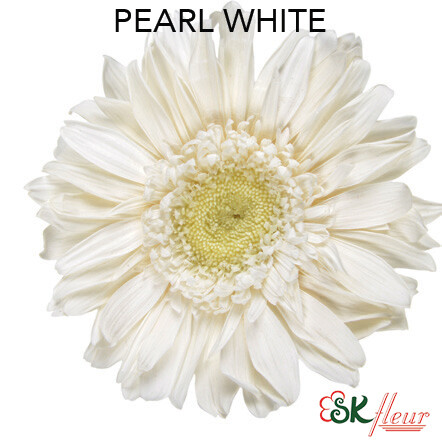 Premium Gerbera / Pearl White