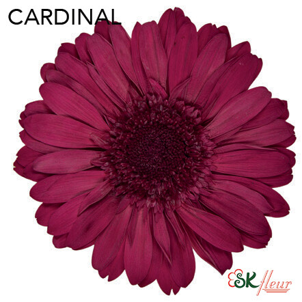 Premium Gerbera / Cardinal