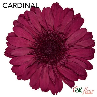 Premium Gerbera / Cardinal