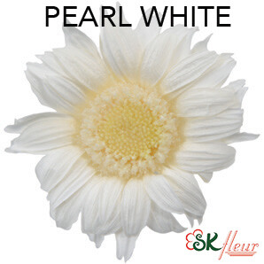 Mini Gerbera / Pearl White