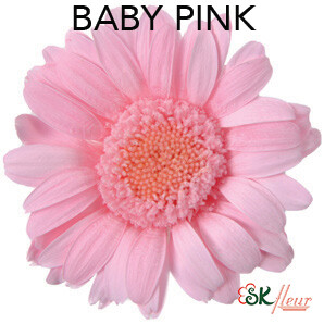 Mini Gerbera / Baby Pink