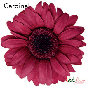 Mini Gerbera / Cardinal