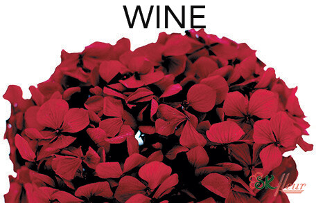Andes Ajisai / Wine