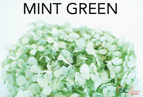 Andes Ajisai / Mint Green