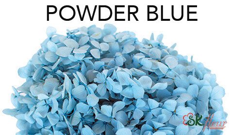 Andes Ajisai / Powder Blue