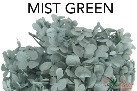 Andes Ajisai / Mist Green