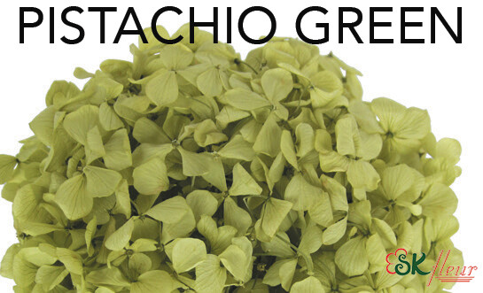 Andes Ajisai / Pistachio Green