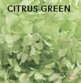 Andes Ajisai / Citrus Green