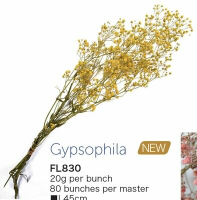 GYPSOPHILA