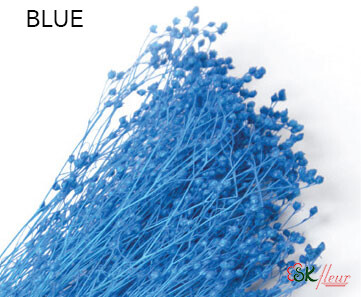 Brooms / Blue
