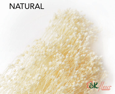 Brooms / Natural