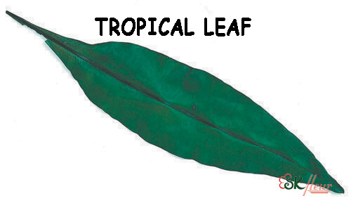 Tropical Leaf / Green
