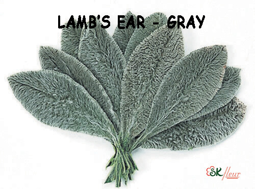 Lamb&#39;s Ear in Box / Gray