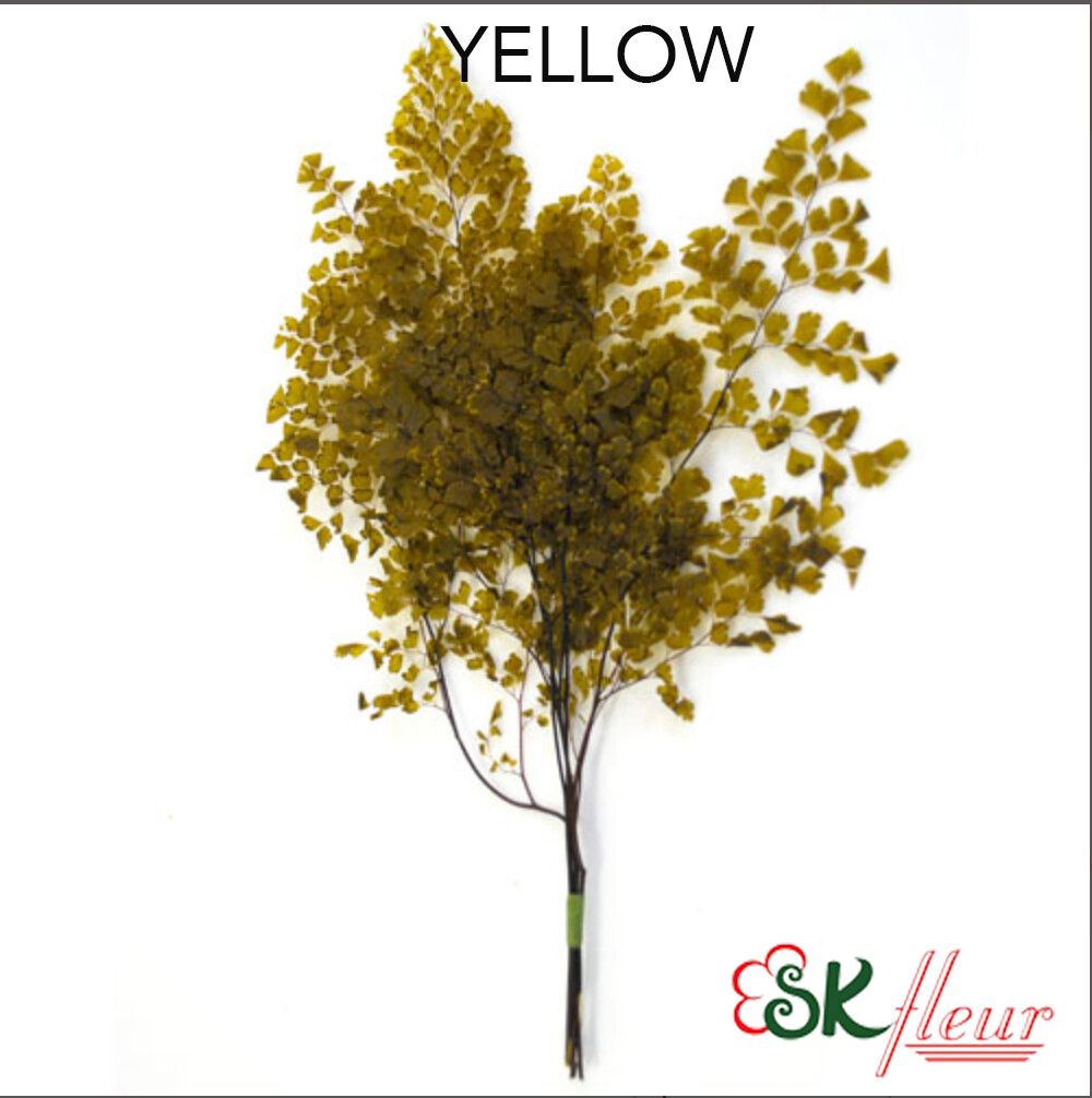Lutti Adiantum / Yellow