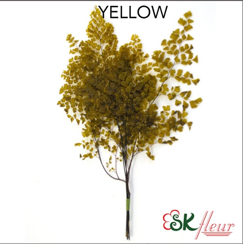 Lutti Adiantum / Yellow