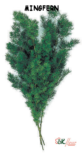 Mingfern / Green