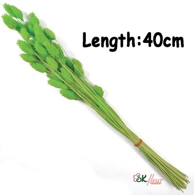 PHALARIS DRIED