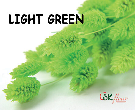 Phalaris DRIED / Light Green