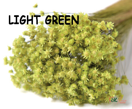 Marcela DRIED / Light Green