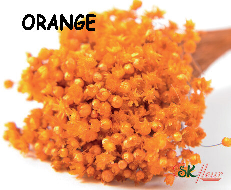 Marcela DRIED / Orange