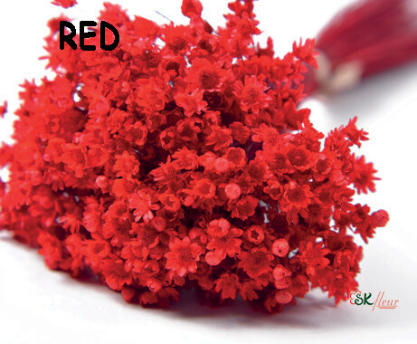 Marcela DRIED / Red
