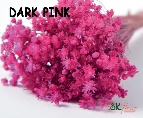 Marcela DRIED / Dark Pink