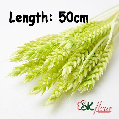 TRIGO WHEAT DRIED
