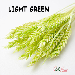 Trigo Wheat DRIED / Light Green