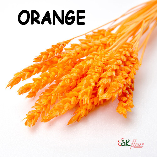 Trigo Wheat DRIED / Orange