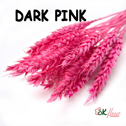 Trigo Wheat DRIED / Dark Pink