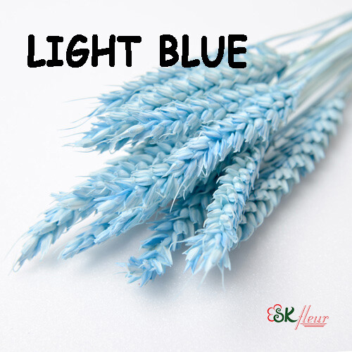 Trigo Wheat DRIED / Light Blue