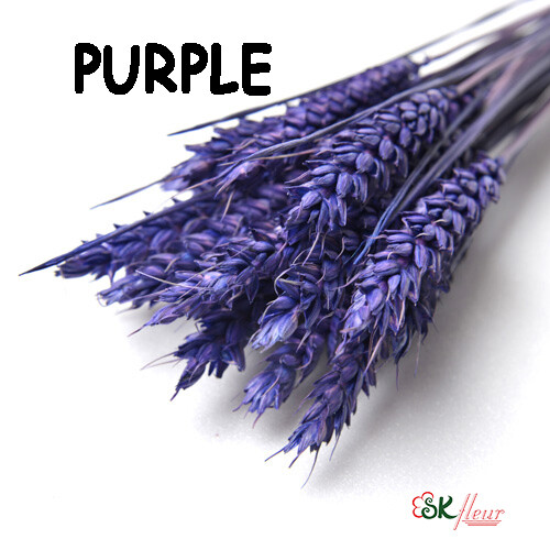 Trigo Wheat DRIED / Purple