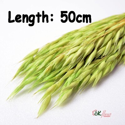 AVENA OATS DRIED