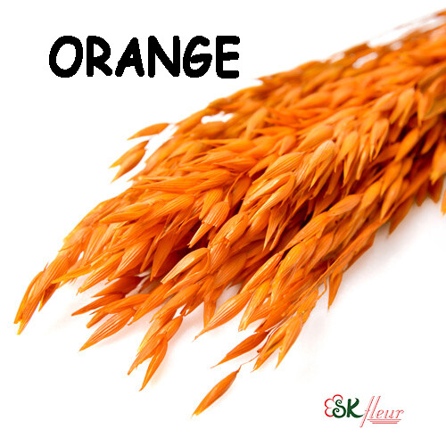 Avena Oats DRIED / Orange