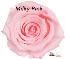 Baby Rose / Milky Pink