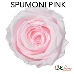 Baby Rose / Spumoni Pink